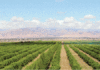 Tlemcen Des terres agricoles déclassifiées au profit d’un projet de logements AADL