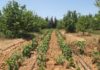 Tébessa: Les bénéficiaires de lots de terrain attendent depuis 2013 Terrain agricole 6hec kerkouane