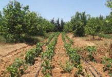 Implantation du projet de 10.000 logements AADL à Es-Senia et Aïn El Beida: Des exploitants agricoles en attente d’indemnisation depuis plus de 4 ans