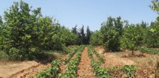 Implantation du projet de 10.000 logements AADL à Es-Senia et Aïn El Beida: Des exploitants agricoles en attente d’indemnisation depuis plus de 4 ans