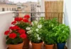 Aménager son balcon en appartement : quelles plantes choisir ? Balcon d'appartement fleuri avec géraniums et herbes aromatiques en pots