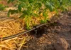 Jardiner avec peu d’eau : les bons gestes face à la sécheresse Goutte-à-goutte et paillage au pied de plants de légumes