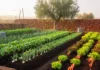 Que planter en octobre au potager en Algérie ? Potager d'automne avec jeunes plants de fèves, d'ail et de laitues